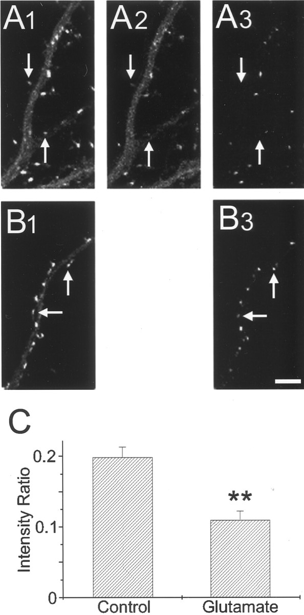 Fig. 12.