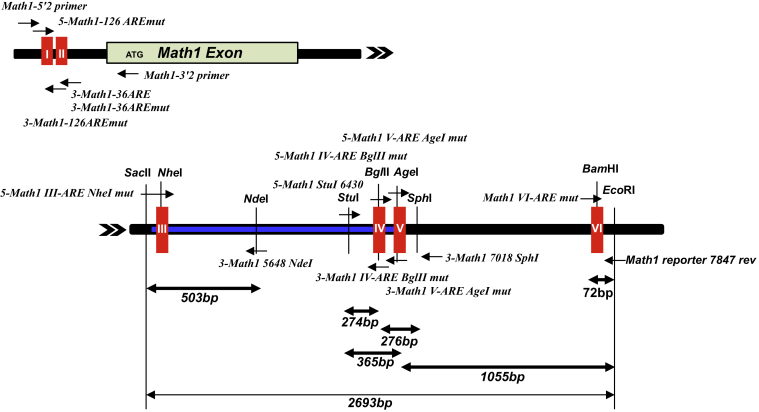 Figure 18