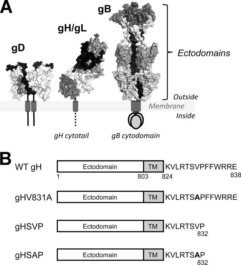 Fig 1