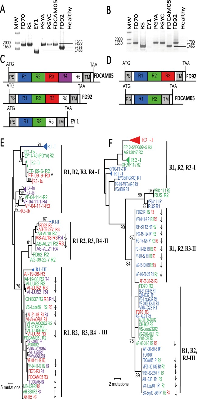 Fig 5