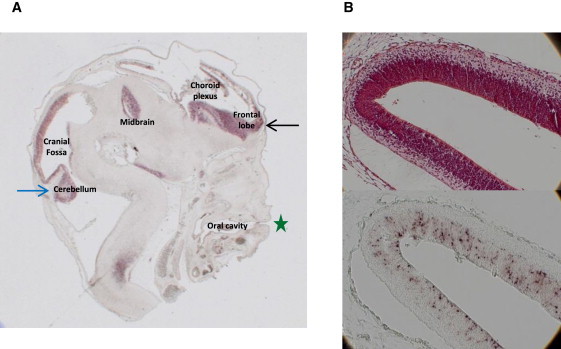 Figure 5