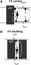 <b>FIG. 2.</b>