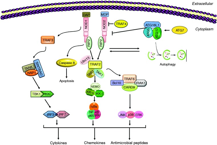 Figure 1.