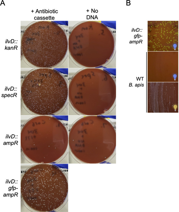 Bacterial growth on plates with and without antibiotic cassettes (kanR, specR, ampR, gfp-ampR) inserted into the ilvD locus of B. apis and a comparison of ilvD::gfp-ampR and WT B. apis strains, showing differences in colony formation and fluorescence.