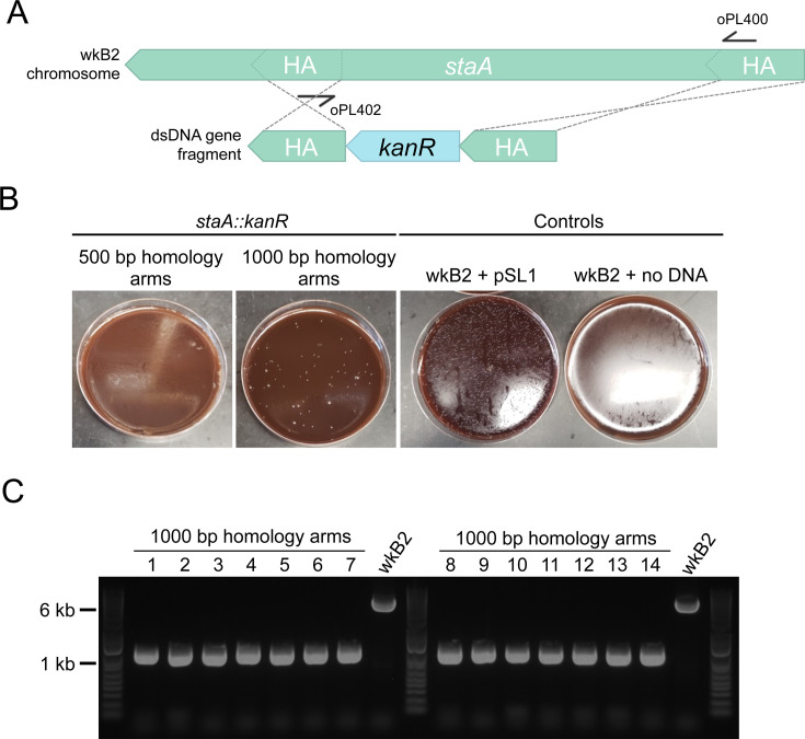 Genome engineering experiment depicts the staA gene being replaced with kanR using homologous recombination. It includes plate growth results with 500 and 1000 basepair homology arms, along with controls and PCR verification of successful transformants.