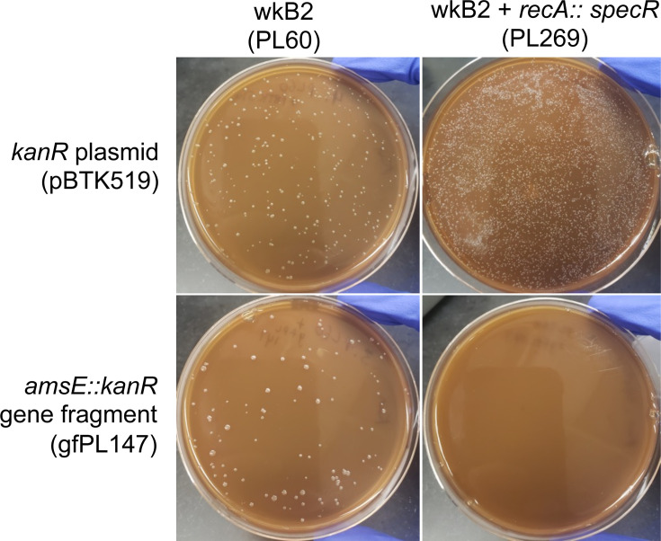 Illustration compares bacterial growth on plates for wkB2 and wkB2 + recA::specR strains with kanR plasmid (pBTK519) and amsE::kanR gene fragment (gfPL147), depicting differences in colony formation between the strains.