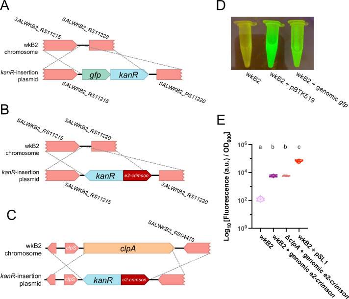 Illustration depicts gene insertions of gfp-kanR and e2-crimson-kanR into the wkB2 chromosome. Fluorescence images and a graph compare wkB2, wkB2 + plasmid, and genomic insertions.