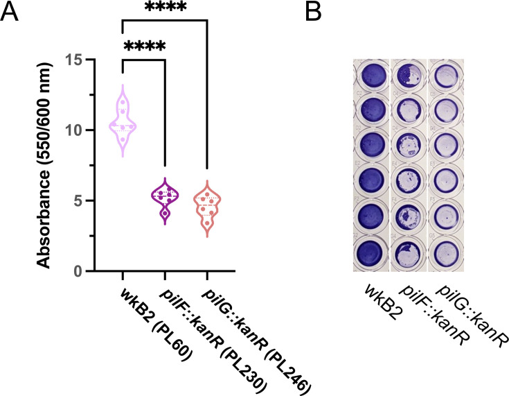 Biofilm formation is measured by crystal violet assay. Crystal violet absorbance is quantified for different strains: wkB2, pilF::kanR, and pilG::kanR. Significant differences in absorbance between wkB2 and the experimental groups are indicated.