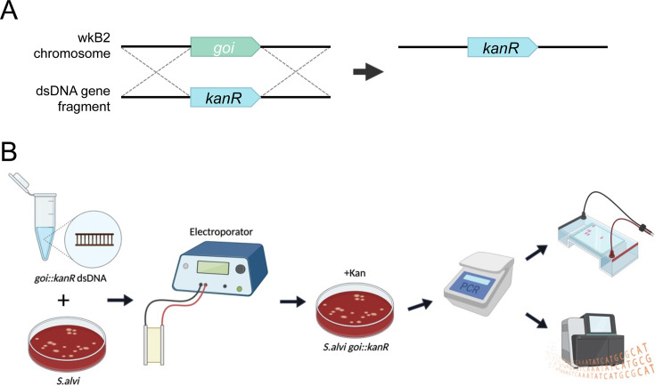 Illustration depicts a genome engineering process, whereby a gene is replaced with a kanamycin resistance gene. Steps include introducing dsDNA into bacteria by electroporation, selecting with kanamycin, and verifying insertion with PCR and sequencing.