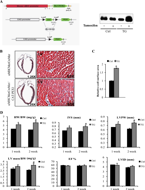 FIGURE 4.