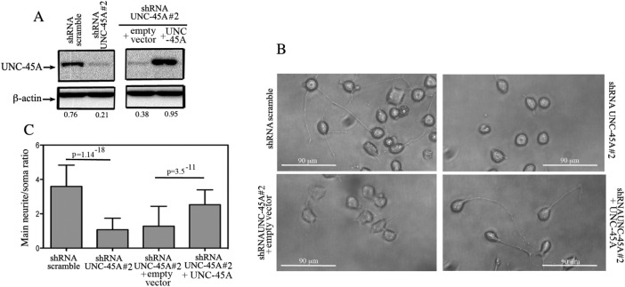 FIGURE 4: