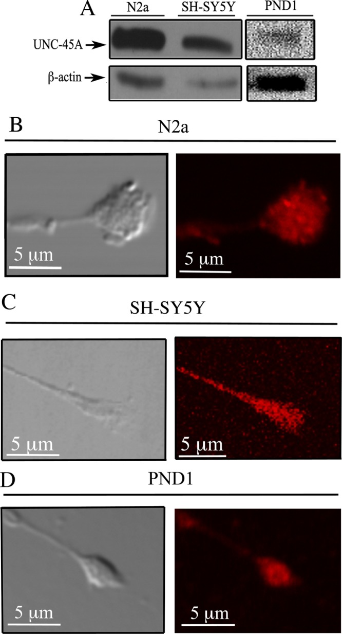 FIGURE 1: