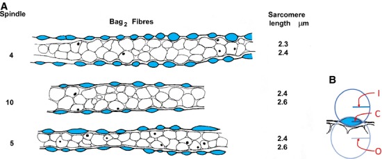 Fig 13