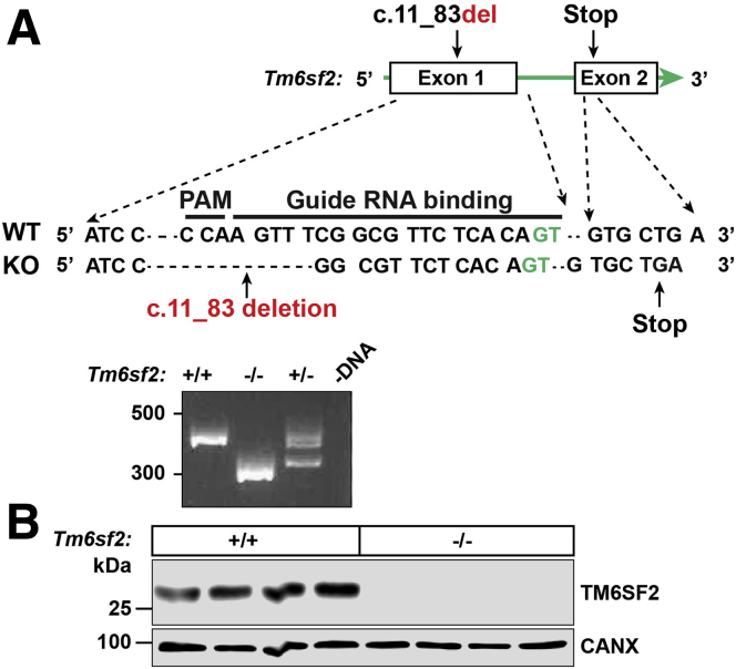 Figure 2