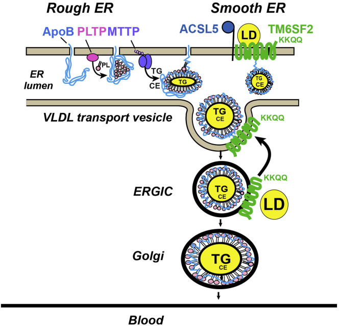 Figure 12