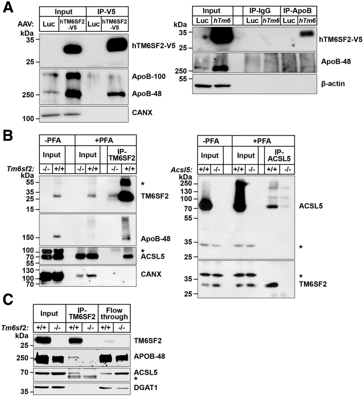 Figure 11