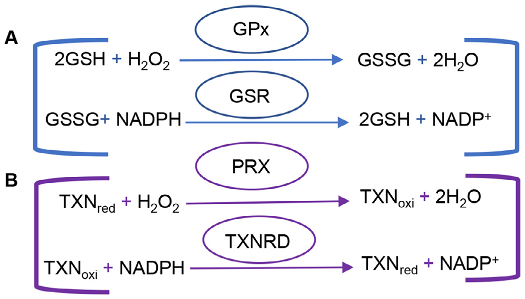 Fig 1.