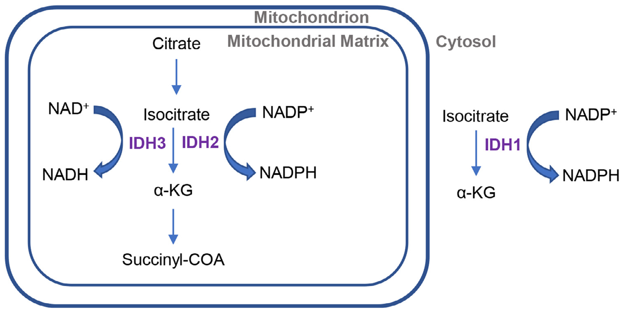 Fig 3.