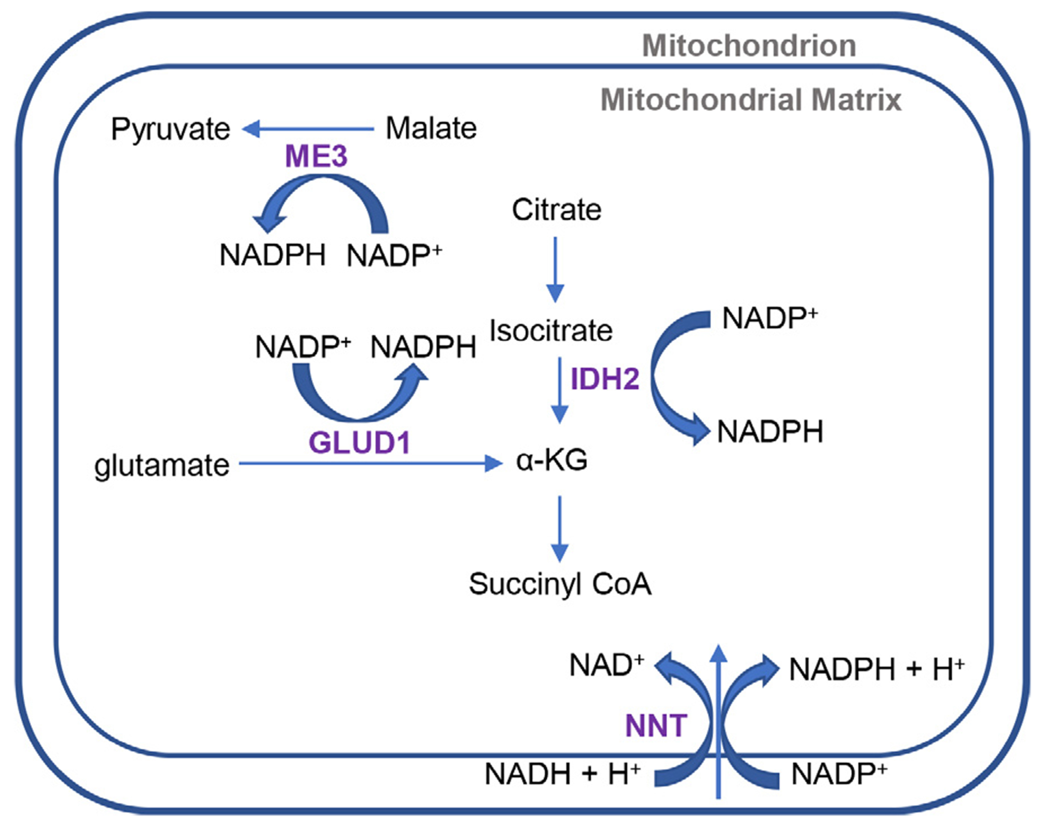 Fig 2.