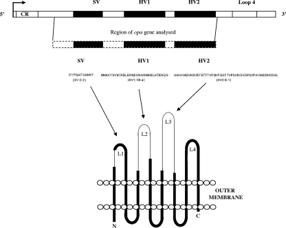 FIG. 1.