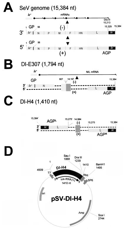 FIG. 1