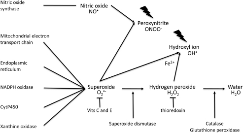 Fig. 1