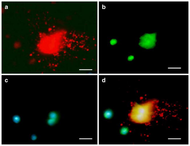 Fig. 10