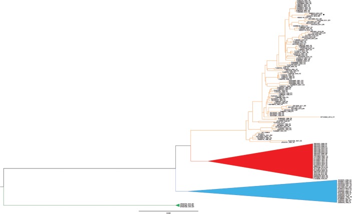 Phylogenetic reconstruction of dengue virus (DENV) isolate BR005AM_2011. A
neighbor-joining tree was constructed with 148 taxa (complete CDS) representing
the four DENV-4 genotypes and 1,000 bootstrap replicates. Genotypes I (GI), III
(GIII), and sylvatic (outgroup) are represented by blue, red, and green cartoons,
respectively. Genotype II is represented by an orange clade and sample
BR005AM_2011 from the city of Manaus, state of Amazonas, Brazil, is highlighted by
a dark circle.