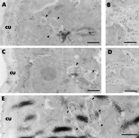 FIG. 5.