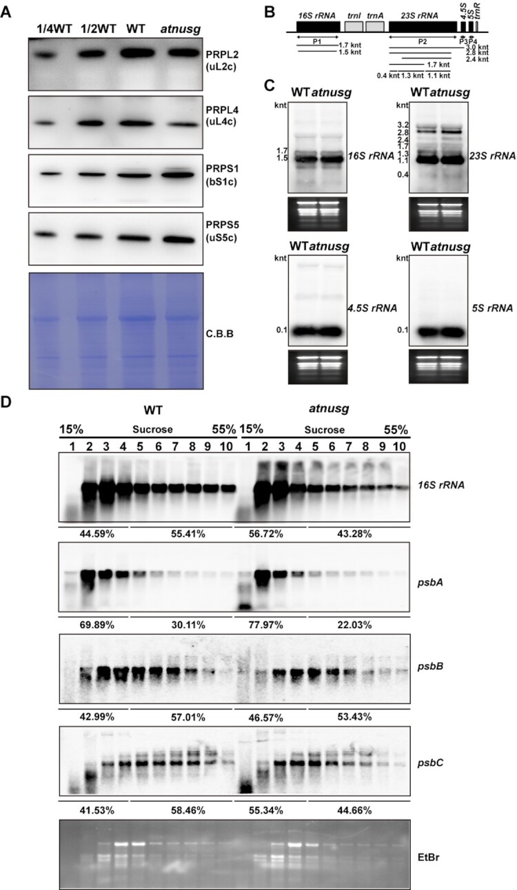 Figure 6.