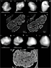 Fig. 6