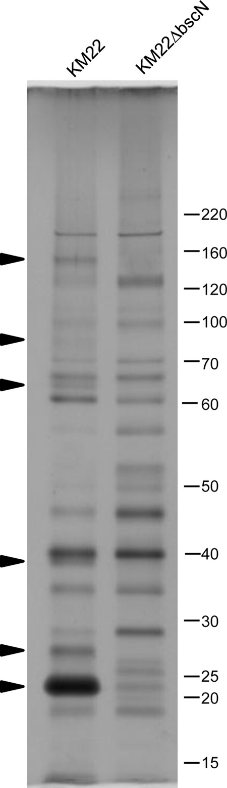 FIG 2