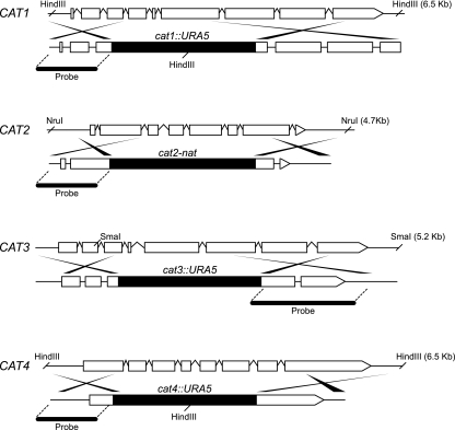 FIG. 2.