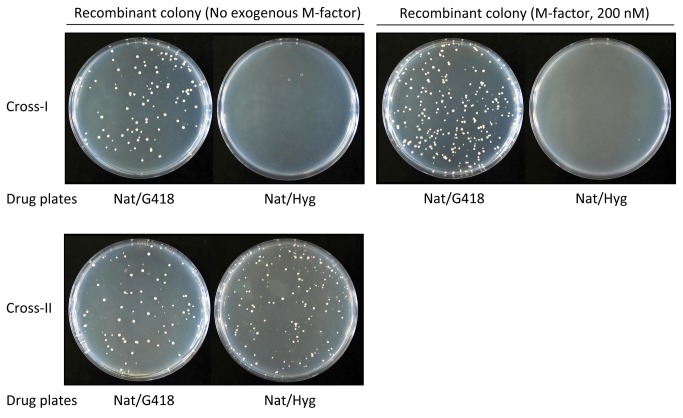 Figure 7