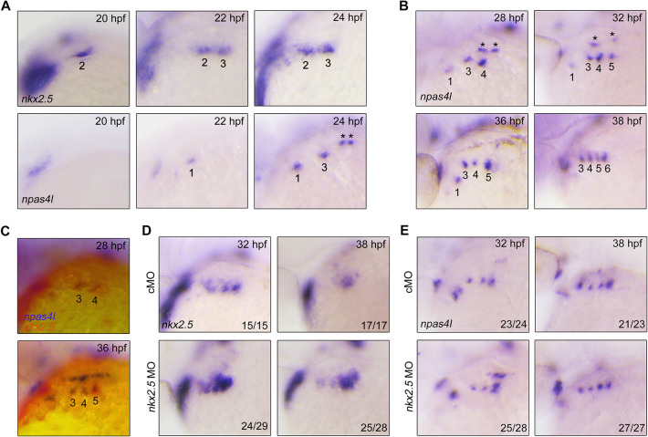 Fig. 7.