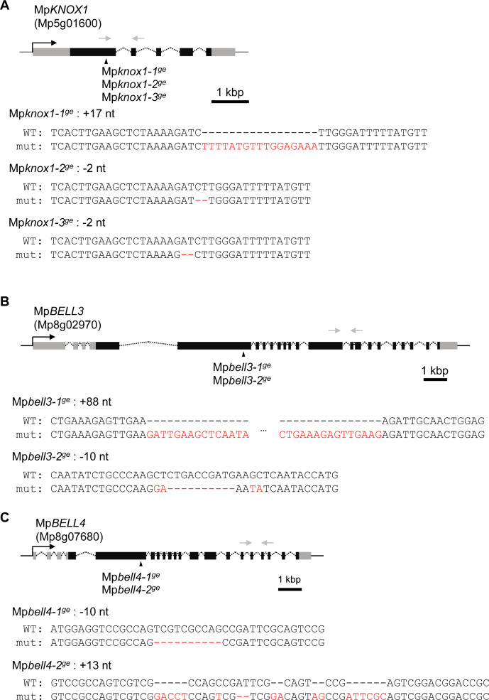 Figure 4—figure supplement 1.