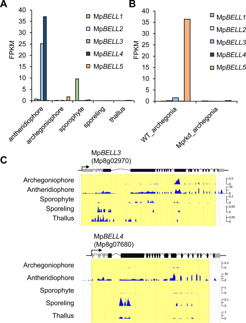 Figure 5—figure supplement 1.