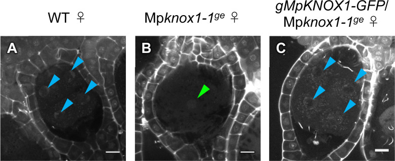 Figure 4—figure supplement 3.