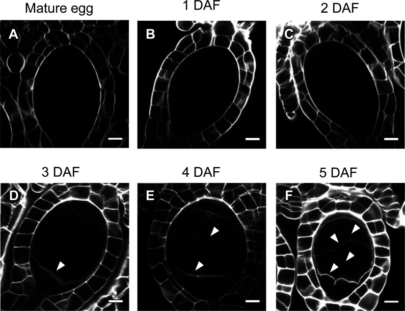 Figure 3—figure supplement 1.