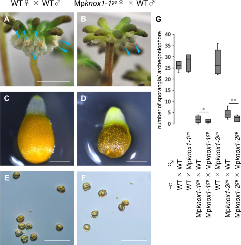 Figure 4—figure supplement 4.