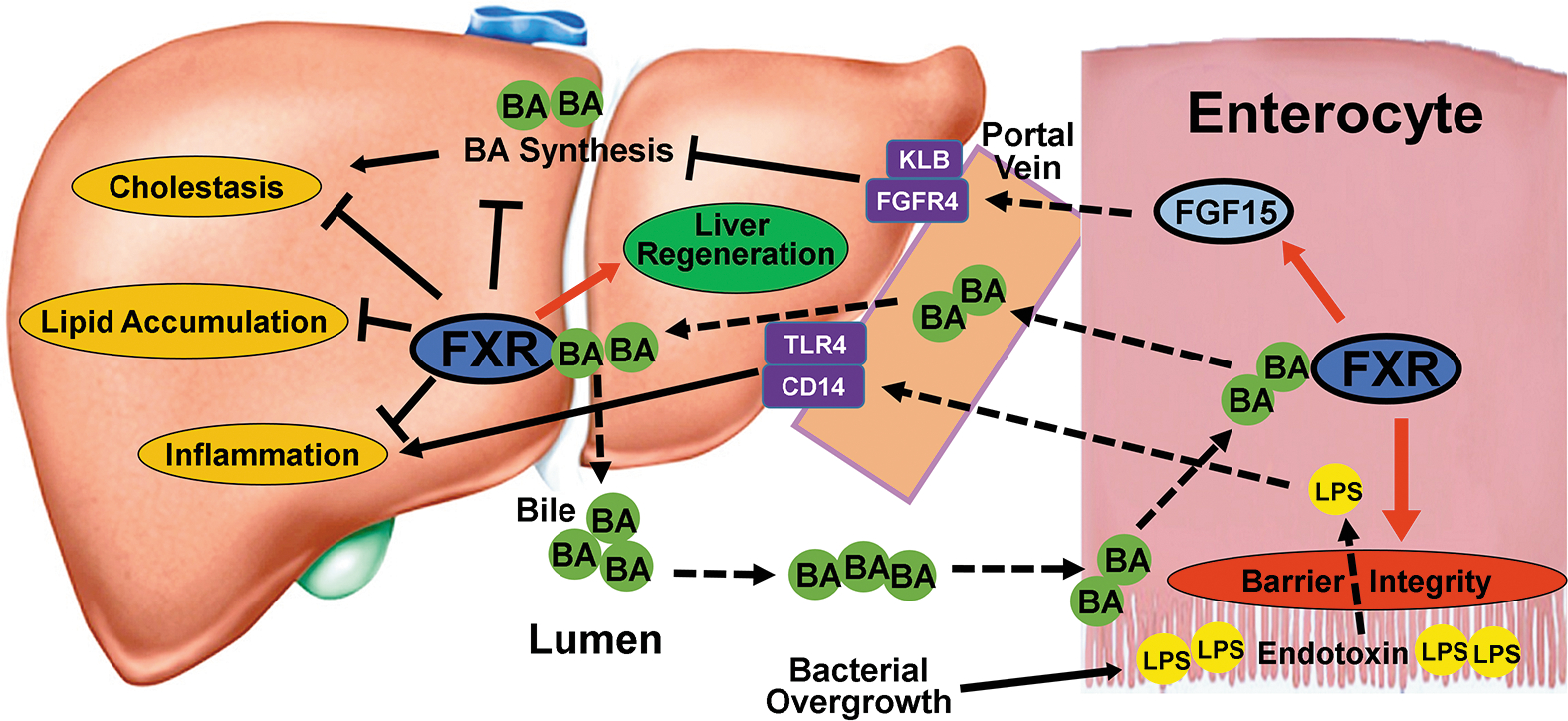 Figure 7: