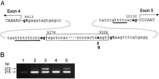 Figure  5