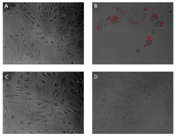 Fig. 13