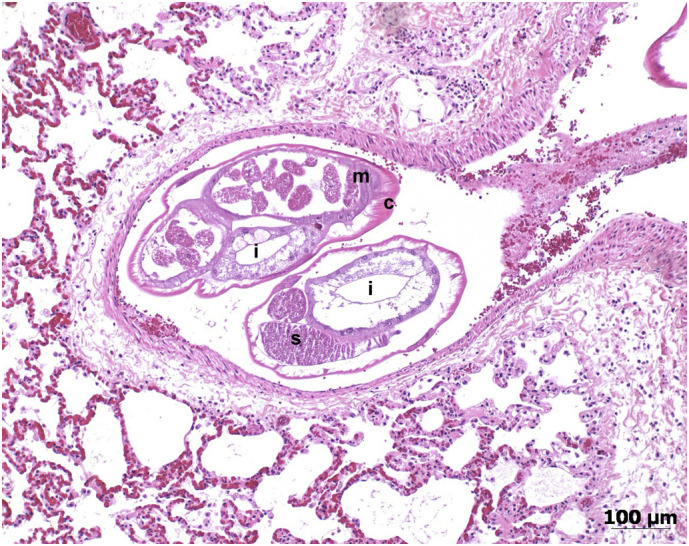 Fig. 2