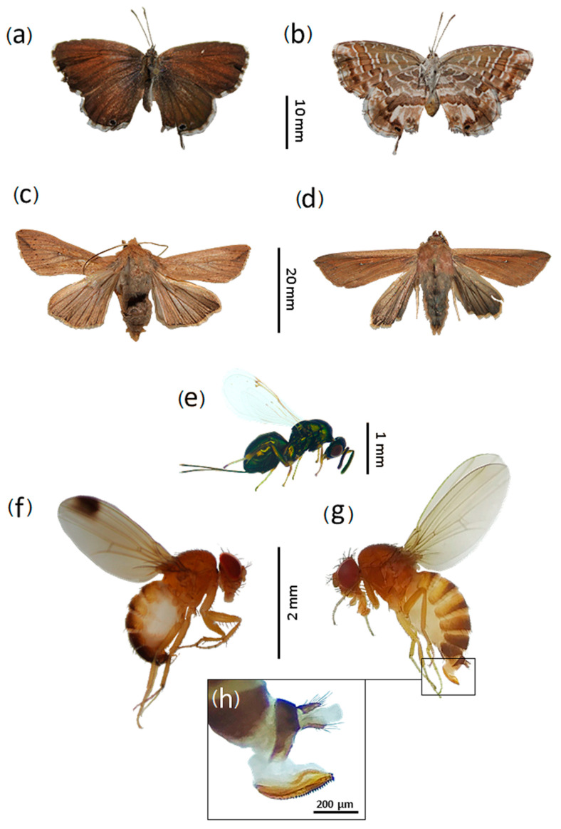 Figure 7