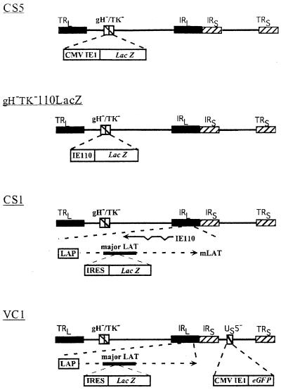 FIG. 1