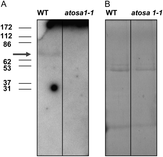 Figure 11.