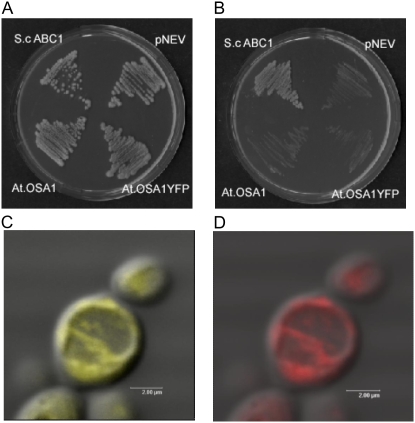 Figure 4.