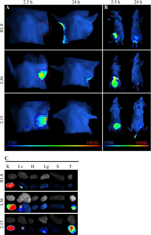 FIGURE 3.