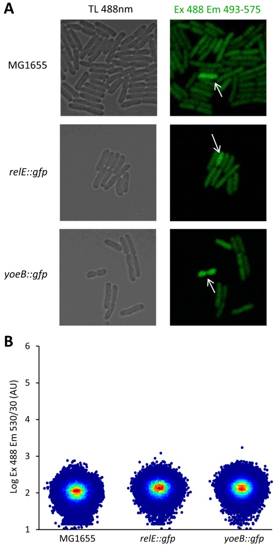 FIG 3 